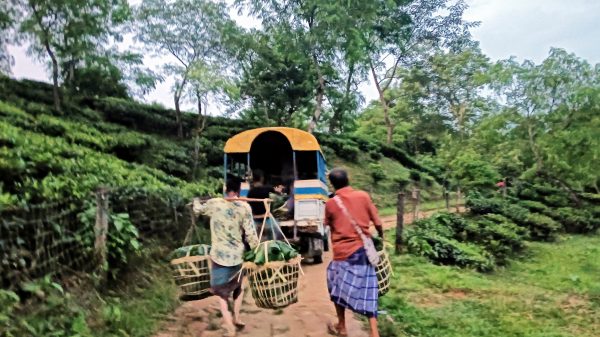 কুলাউড়ায় নিষেধাজ্ঞার ১৫বছর: ঝিমাই বাগানের রাস্তায় গাড়ি চলাচল শুরু