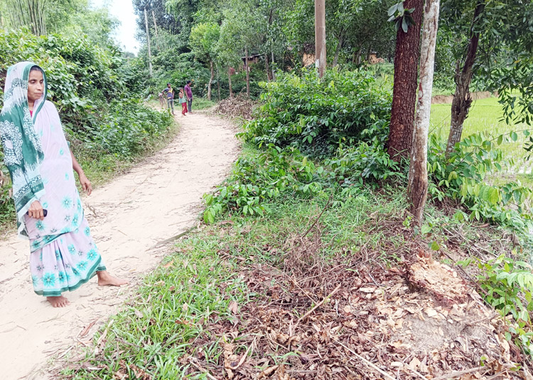 কুলাউড়ায় বিধবা মহিলার জমি থেকে জোরপূর্বক গাছ কর্তনের অভিযোগ