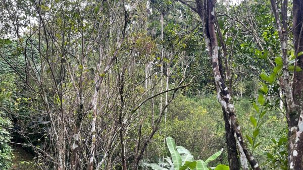 মৌলভীবাজারে কমলা বাগানে নতুন রোগের আক্রমণ: প্রতিনিয়ত মরছে গাছ