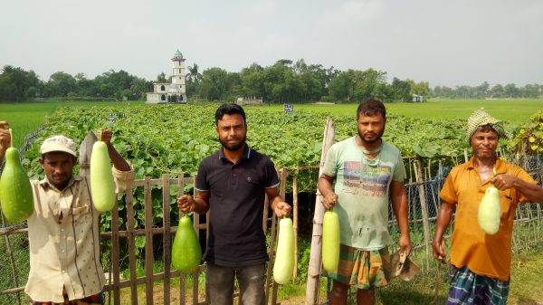 কমলগঞ্জে মজিদ বক্স লাউ চাষে স্বাবলম্বী