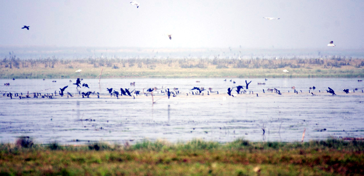 হাকালুকি হাওর এড়িয়ে পরিযায়ী পাখি