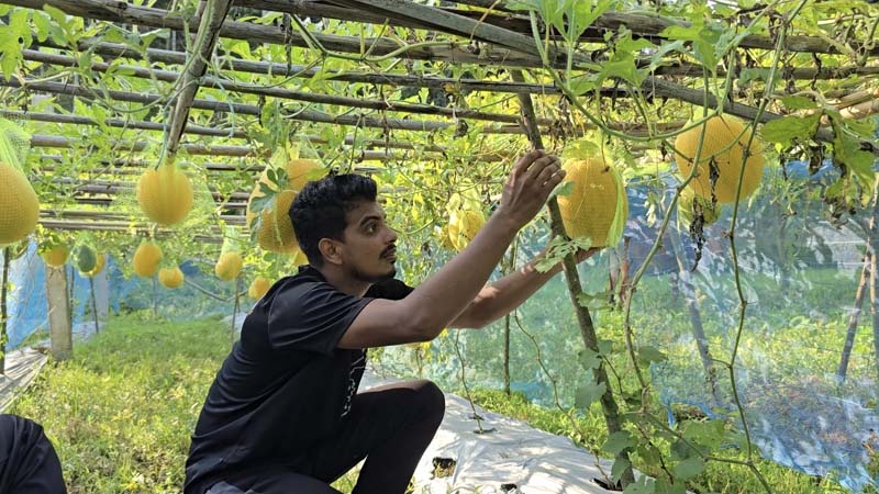 জুড়ীতে আকর্ষণীয় হলুদ তরমুজ চাষে সফল খোর্শেদ আলম