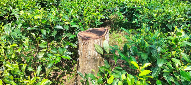কুলাউড়ায় চা-বাগান থেকে রাতের আঁধারে গাছ চুরির হিড়িক