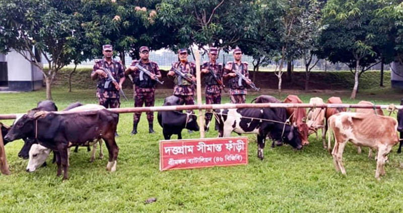 কুলাউড়া সীমান্তে ১৩ ভারতীয় গরু আটক