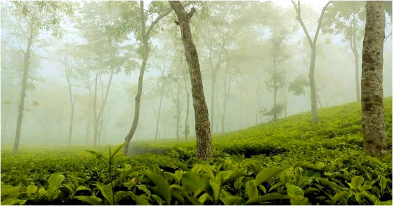 দেশের সর্বনিম্ন তাপমাত্রা আজ শ্রীমঙ্গলে