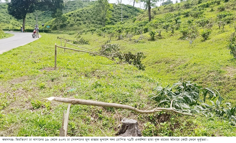 মিরতিংগা চা বাগানের রাস্তার দুপাশের ছায়াবৃক্ষ কেটে ফেলে দুর্বৃত্তরা