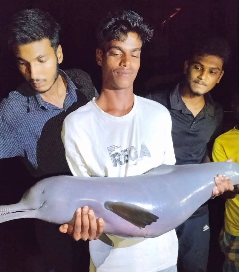 বিষখালী নদীতে জেলের বরশিতে ধরা পড়ল বিপন্ন ডলফিন