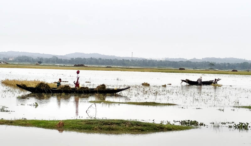 হাকালুকির পানিতে ভাসছে কৃষকের স্বপ্ন