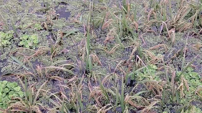 বোরো ধান রক্ষায় বাস্তবসম্মত পরিকল্পনা গ্রহনের দাবী কৃষকদের
