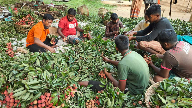 মৌলভীবাজারে লিচুর বাম্পার ফলন