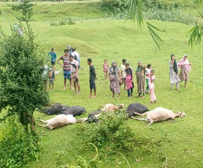 জুড়ীতে বজ্রপাতে ১৩টি গরু ও ১টি মহিষের মৃত্যু