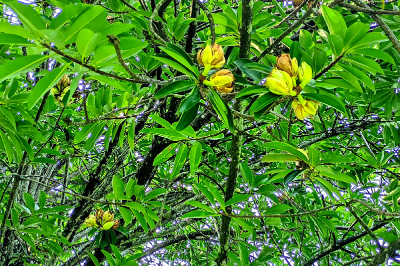 বিটিআরআইয়ে শোভা ছড়াচ্ছে বিরল প্রজাতির আফ্রিকান মাখন গাছ
