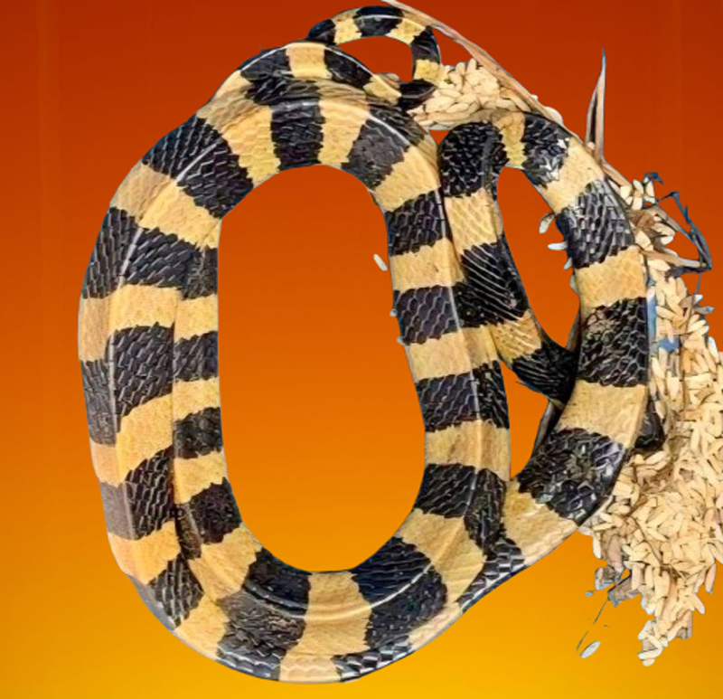 শ্রীমঙ্গলে শঙ্খিনী সাপ উদ্ধার