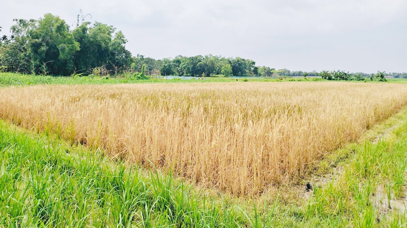 কমলগঞ্জে কীটনাশকের বিষে পুড়লো কৃষকের কপাল