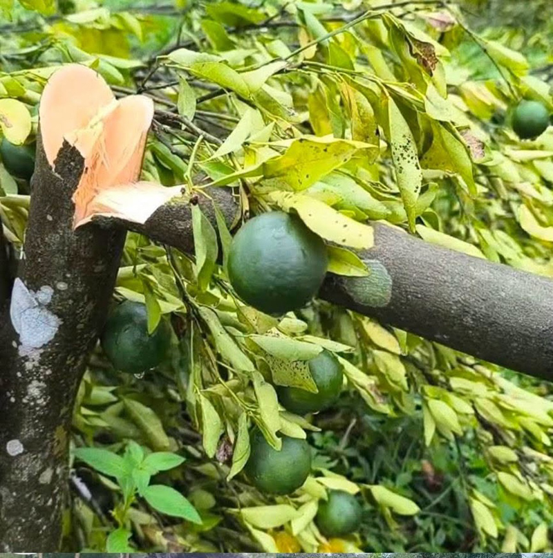 উচ্ছেদের নামে ১২০০ কমলা গাছ কেটে দিলো বনবিভাগ ৩ সদস্যের তদন্ত কমিটি গঠন
