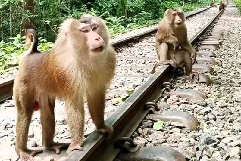 লাউয়াছড়ায় দেখা মিলল বিরল উল্টোলেজি বানরের