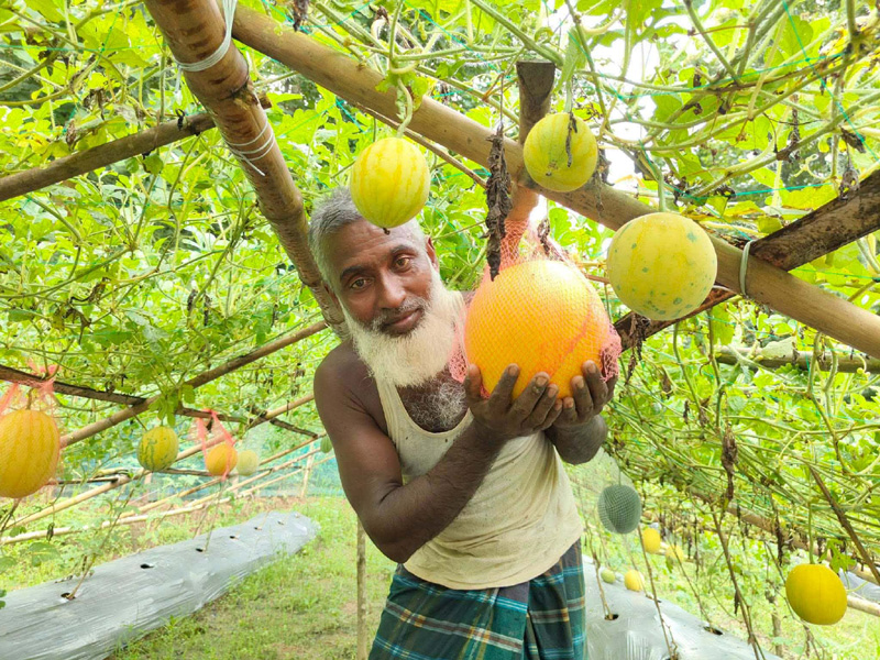 জুড়ীতে হলুদ তরমুজ চাষে ২ কৃষকের সাফল্য