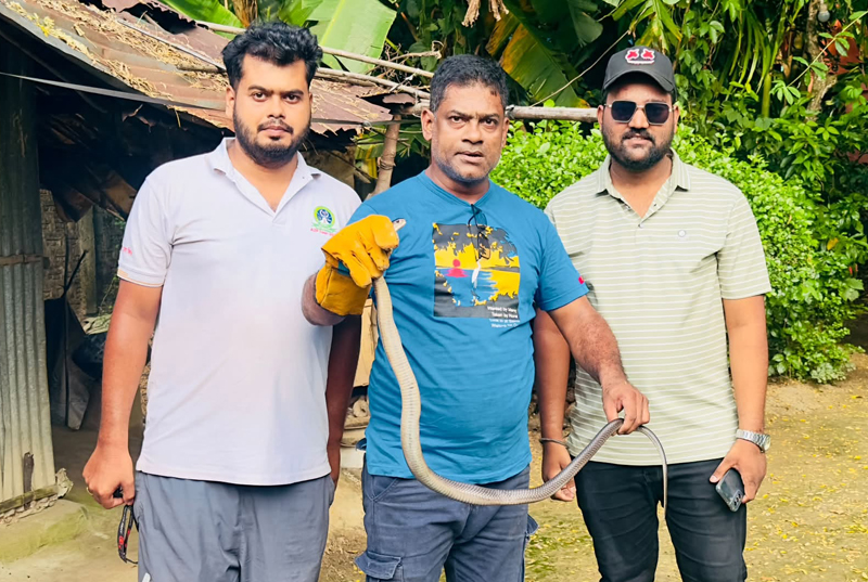 শ্রীমঙ্গলে বসতঘর থেকে পদ্ম গোখরা সাপ উদ্ধার