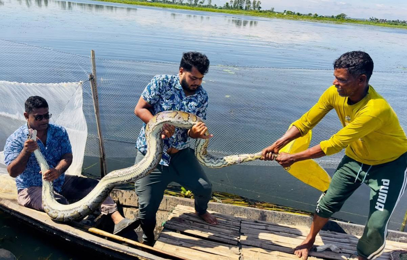 শ্রীমঙ্গলে মাছ ধরার জালে উঠে এলো বিশাল অজগর
