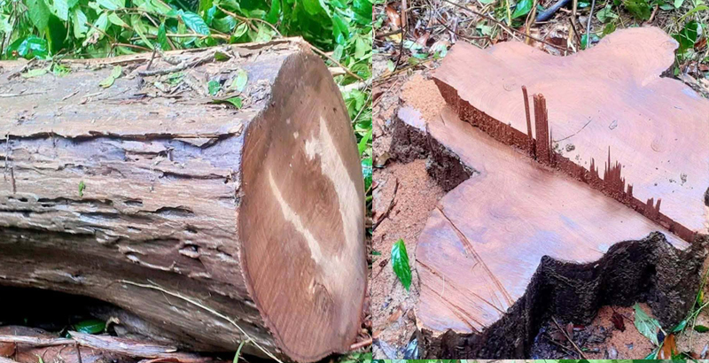 লাউয়াছড়া জাতীয় উদ্যান থেকে সেগুন গাছ চুরি