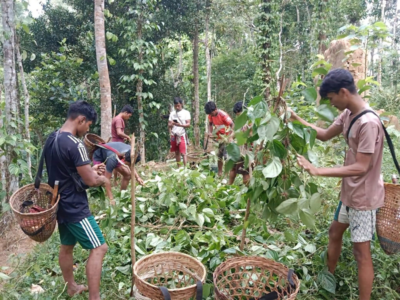 কুলাউড়ায় ৯ হাজার পানগাছ কেটে ফেলায় হুমকির মুখে খাসিয়াদের জীবিকা