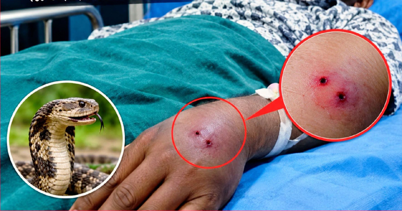 কুলাউড়ায় সাপের কামড়ে মাদ্রাসা ছাত্রীর মৃত্যু