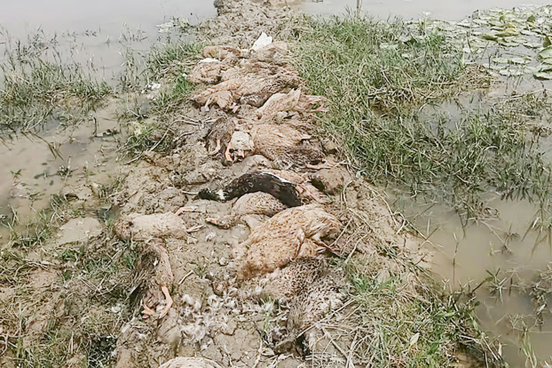কুলাউড়ায় বিষ মেশানো ধান খেয়ে ৭০টি ডিমপাড়া হাঁসের মৃত্যু