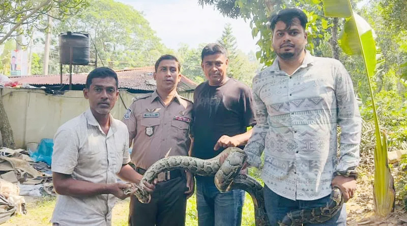 শ্রীমঙ্গলে লোকালয় থেকে অজগর সাপ উদ্ধার